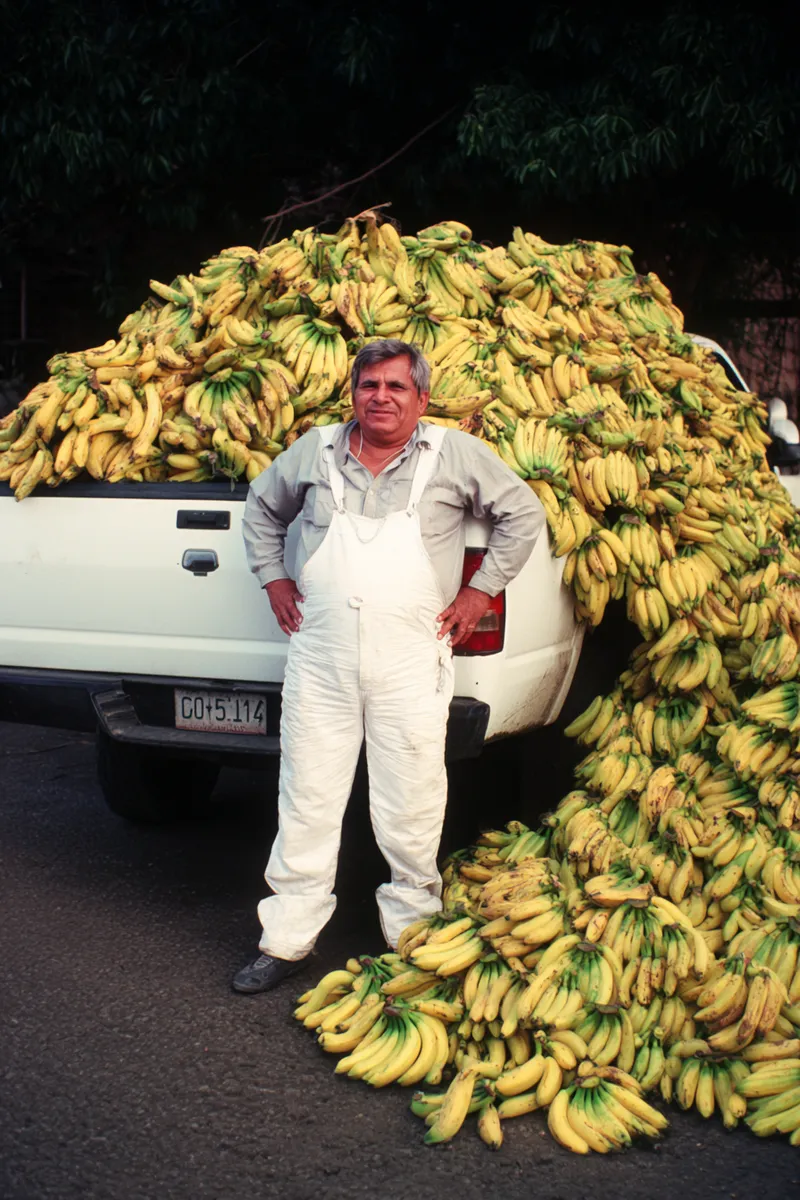 Un hombre con overol blanco está de pie junto a una camioneta blanca cubierta por un enorme montón de cambures amarillos, en una carretera con árboles al fondo.