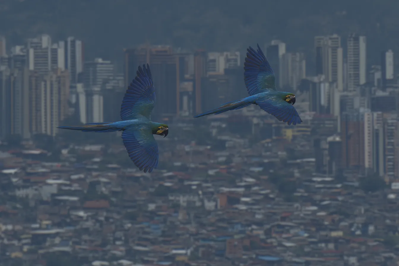 Dos guacamayas azules y amarillas vuelan una junto a otra sobre una ciudad con edificios altos y una zona de viviendas densas, bajo un cielo gris y brumoso.