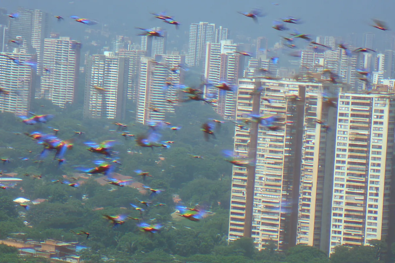 Una gran bandada de guacamayas azules y amarillas vuela en movimiento borroso frente a dos torres de apartamentos y árboles verdes, en un día nublado sobre la ciudad.