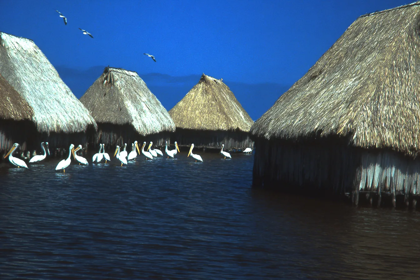 Grupo de pelícanos de pie y nadando en el agua entre varias casas con techo de paja construidas sobre pilotes, bajo un cielo azul despejado.