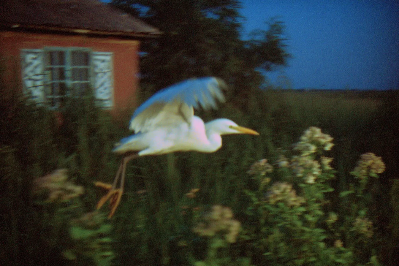 Garza blanca en pleno vuelo sobre un campo de flores silvestres al atardecer, con una casa de color naranja y ventanas verdes al fondo.