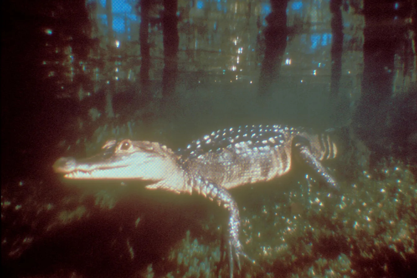 Primer plano de un caimán flotando casi sumergido en agua oscura, con solo la cabeza y el lomo escamado visibles, entre reflejos de árboles.