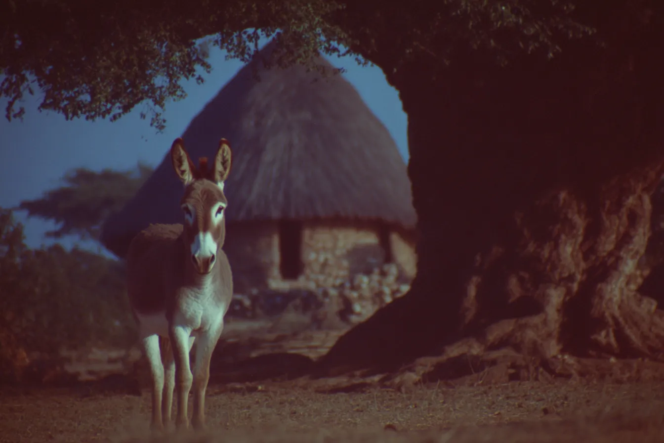 Burro de pie bajo un árbol al anochecer, con un bohío de techo de paja al fondo, en tonos azules de poca luz.