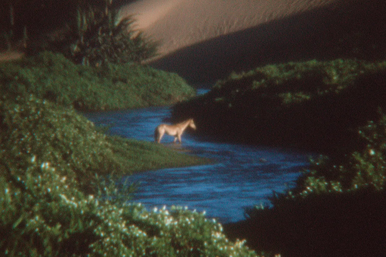 Caballo blanco cruzando un arroyo de agua azul entre vegetación densa, con una duna de arena visible al fondo.