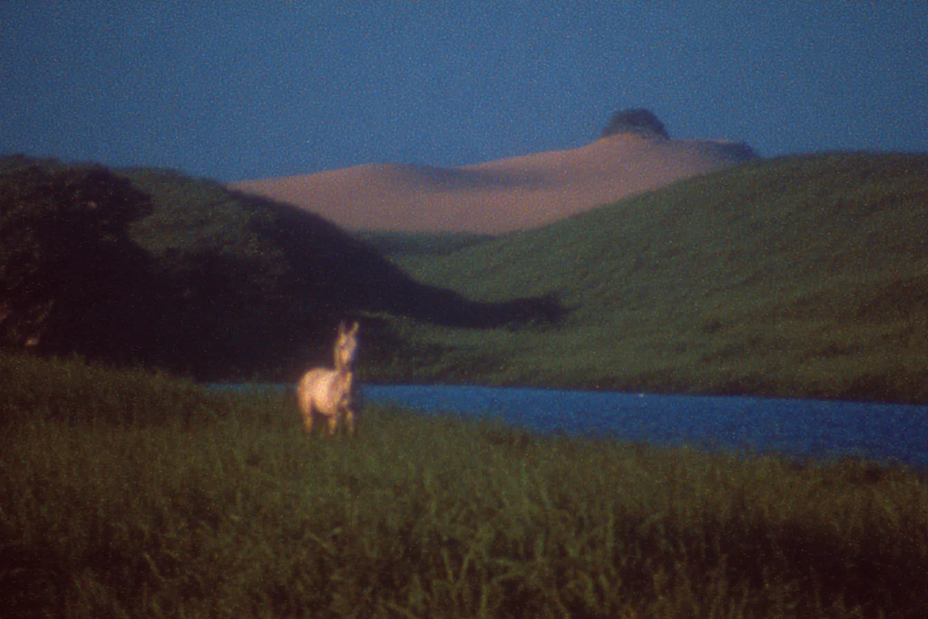 Caballo de pie en un campo de pasto alto junto a una laguna, con colinas de arena y vegetación al fondo, en luz de atardecer.