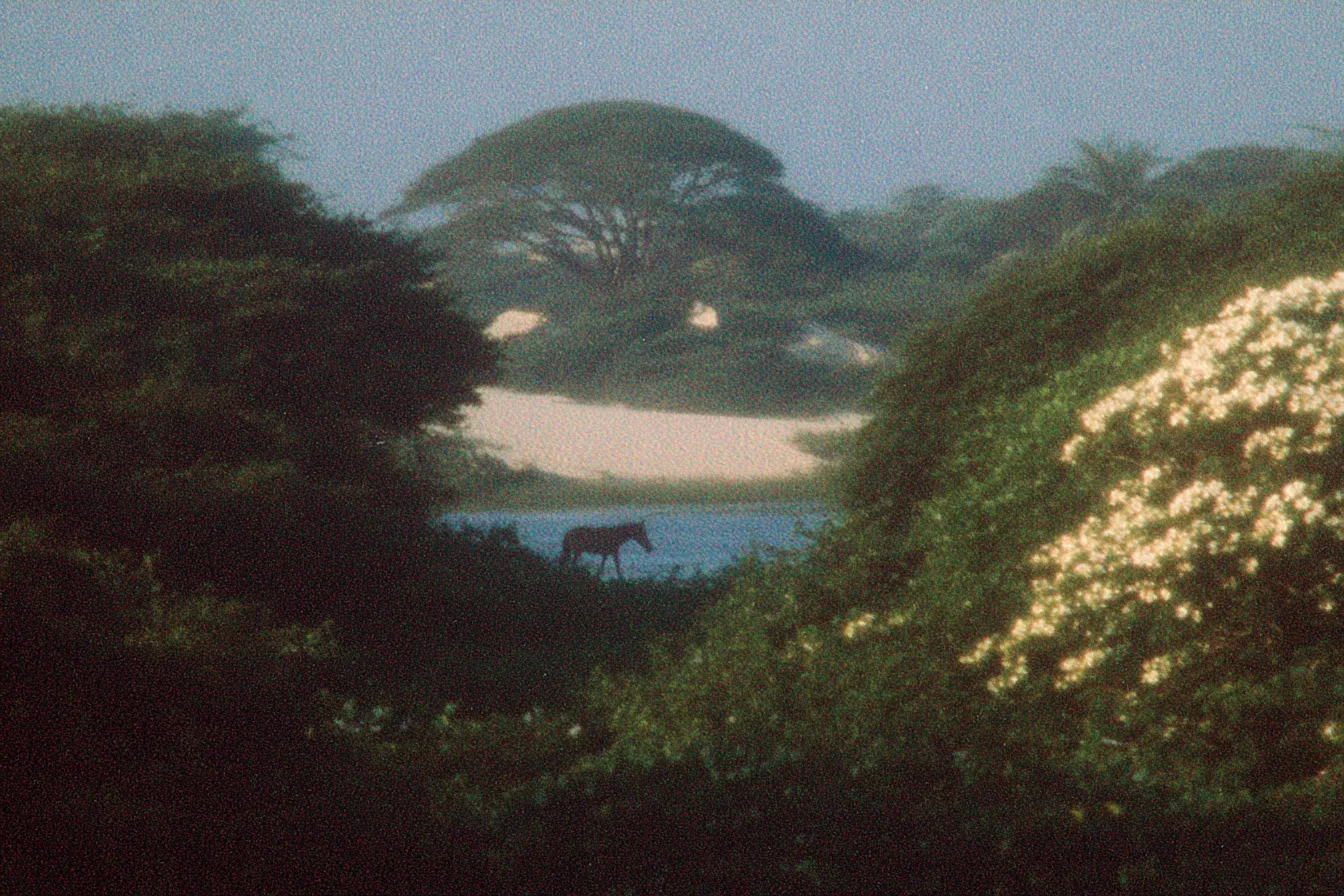 Caballo caminando junto al agua enmarcado por vegetación y un árbol de copa grande, con una duna de arena al fondo y flores en primer plano.