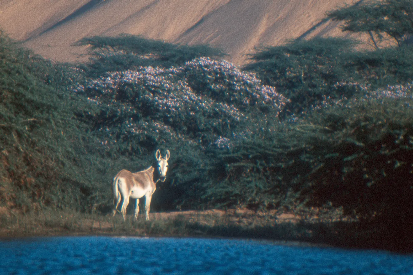 Burro de pie junto a un cuerpo de agua, con una duna de arena y arbustos de flores moradas al fondo.