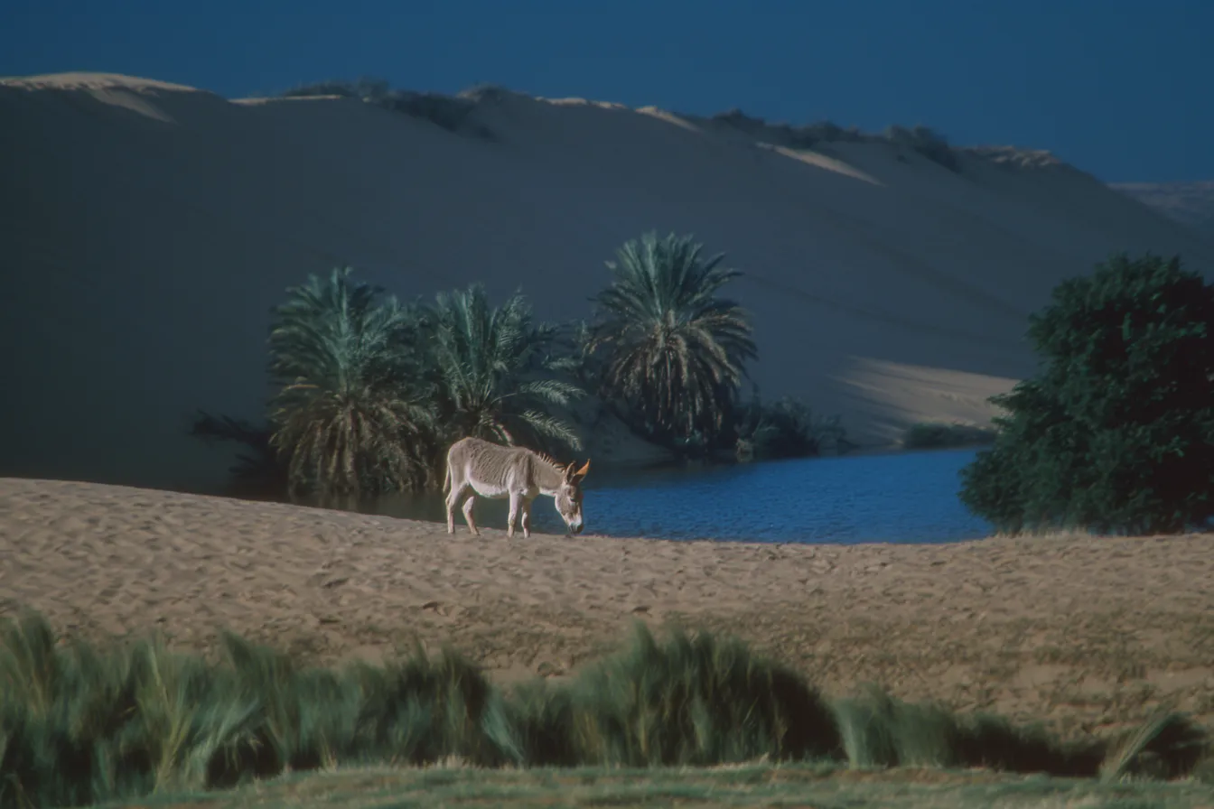 Burro caminando sobre arena en un oasis con palmeras, agua azul y dunas al fondo.