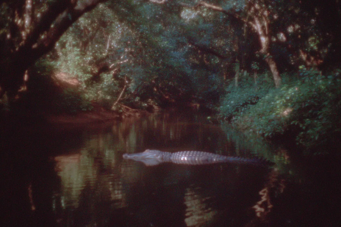 Caimán flotando casi sumergido en un caño de agua oscura rodeado de árboles frondosos, con reflejos de la vegetación en la superficie.