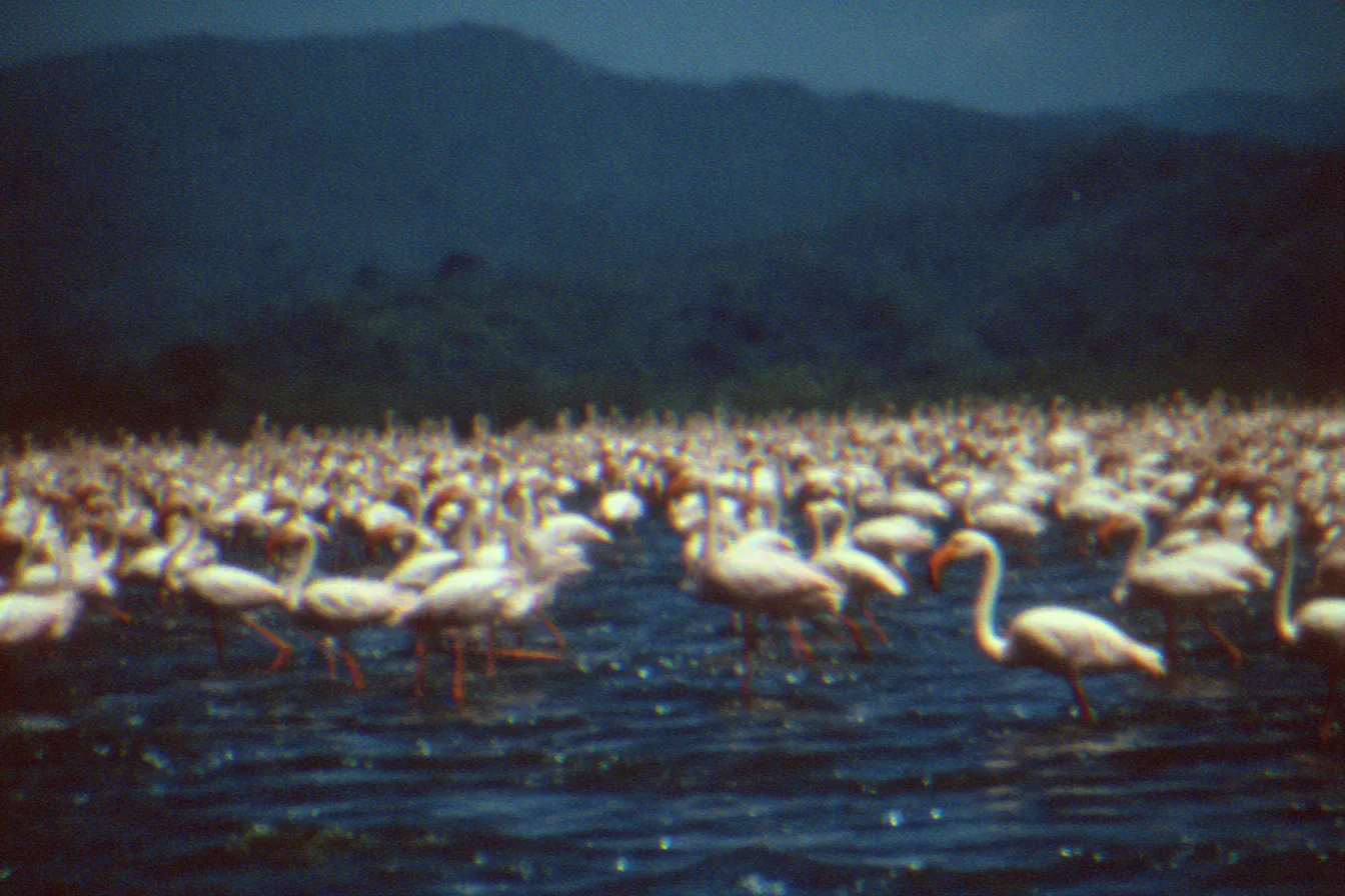 Gran cantidad de flamencos de pie en aguas poco profundas, con montañas al fondo bajo un cielo brumoso.