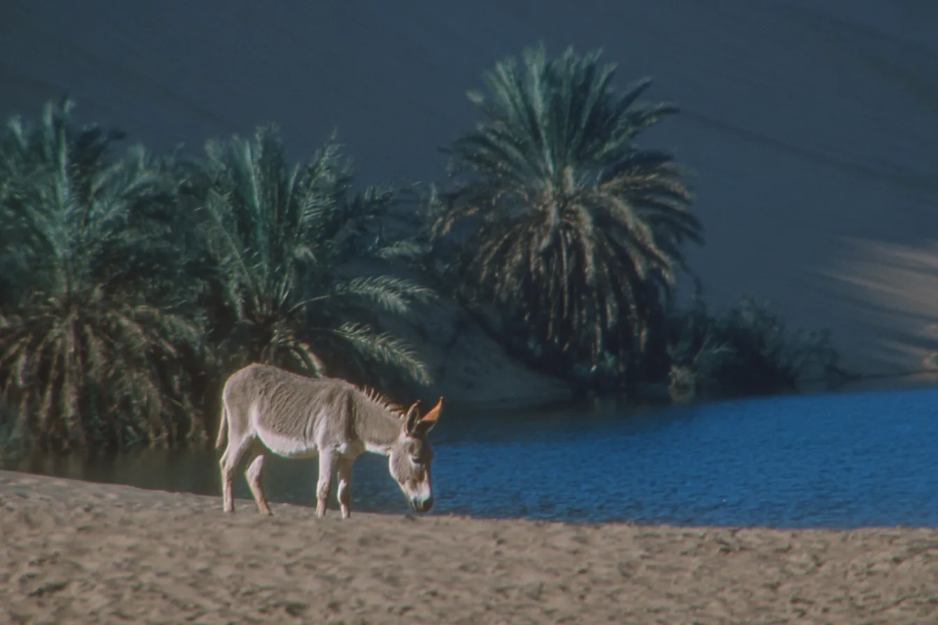 Burro de pie sobre arena junto a un cuerpo de agua, rodeado de palmeras y una duna al fondo.