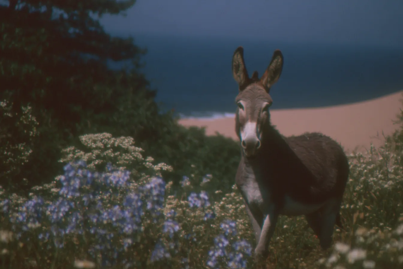 Burro de pie entre flores azules y blancas silvestres, con el mar y una playa al fondo, en luz de atardecer.
